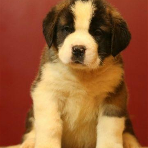 Изображение питомца