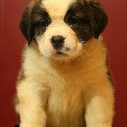 Изображение питомца