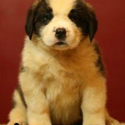 Изображение питомца