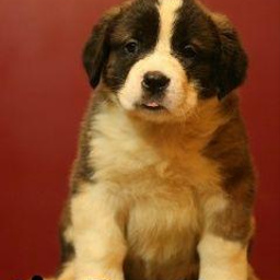 Изображение питомца