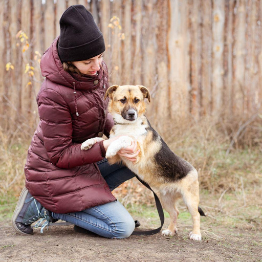 Изображение питомца