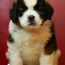 Изображение питомца