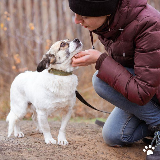 Изображение питомца