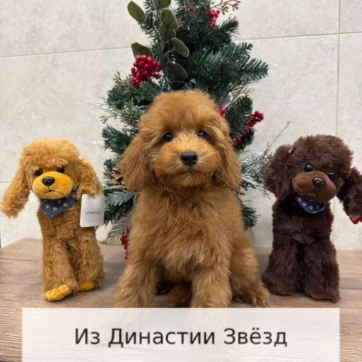 Изображение питомца