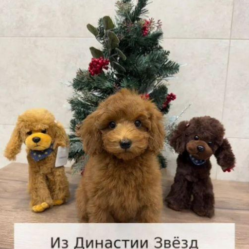 Изображение питомца