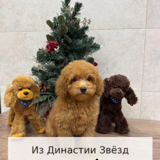 Изображение питомца