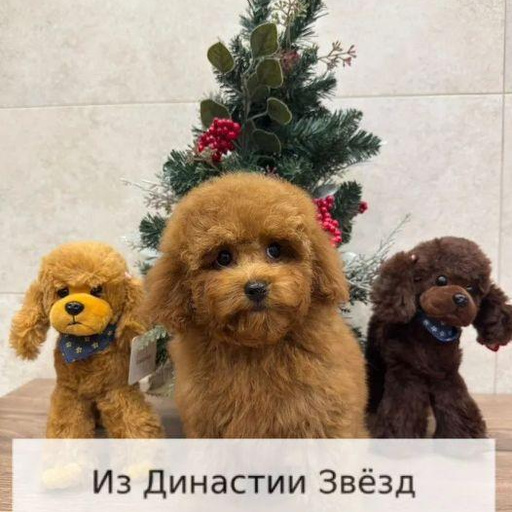 Изображение питомца