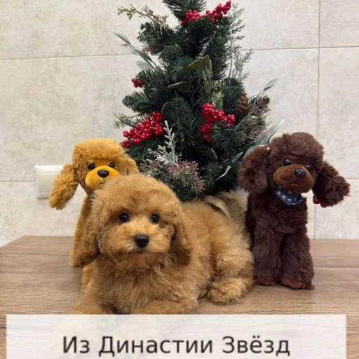 Изображение питомца