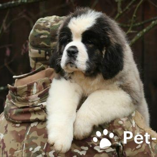 Изображение питомца