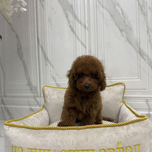 Изображение питомца