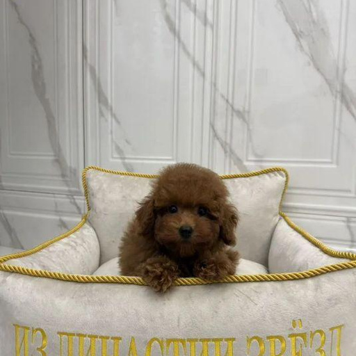 Изображение питомца