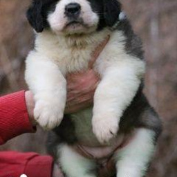 Изображение питомца