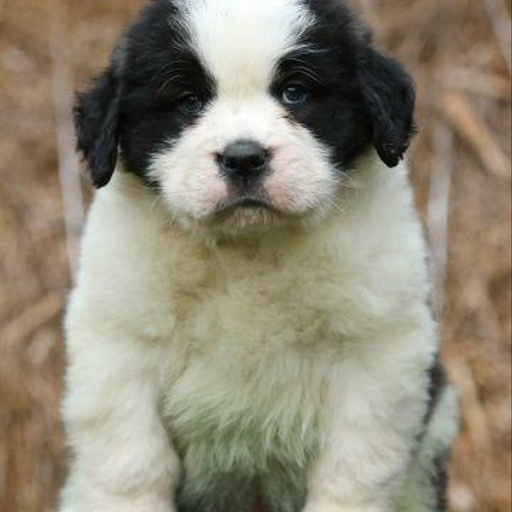 Изображение питомца