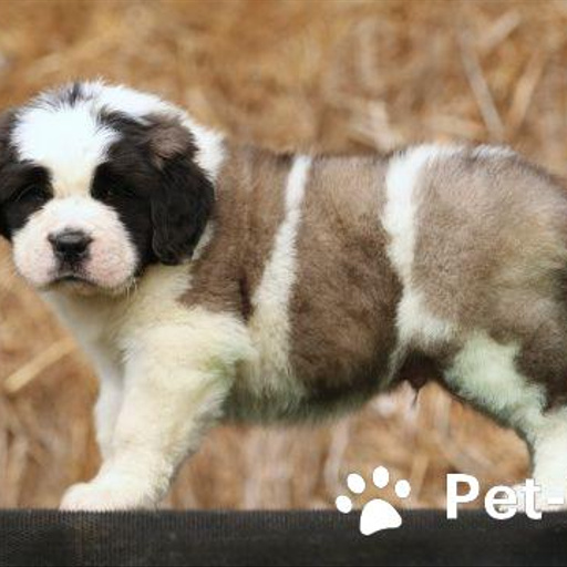 Изображение питомца