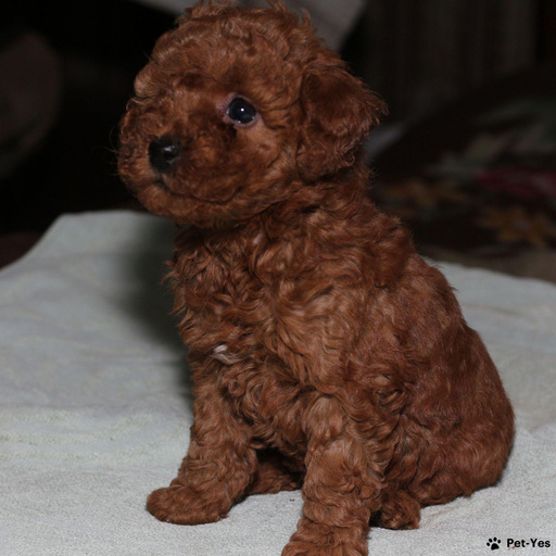 Изображение питомца