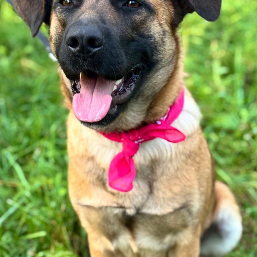 Изображение питомца