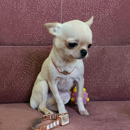 Изображение питомца