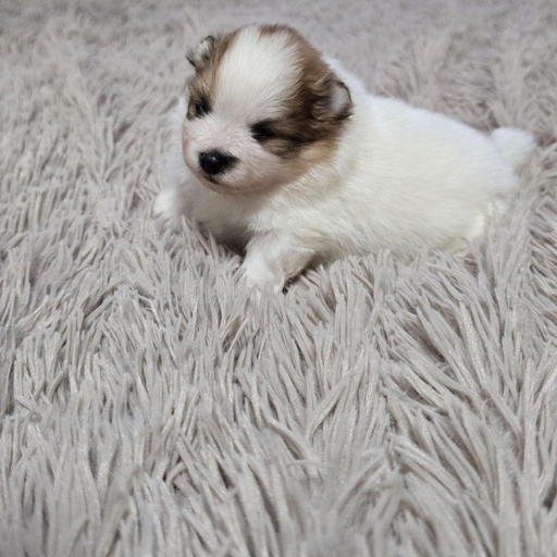 Изображение питомца