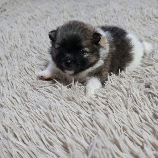 Изображение питомца