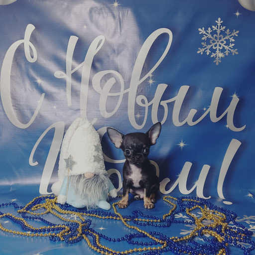 Изображение питомца