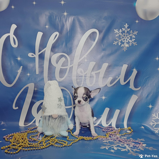 Изображение питомца