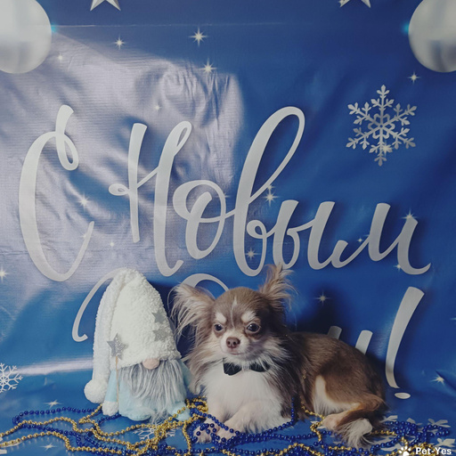 Изображение питомца