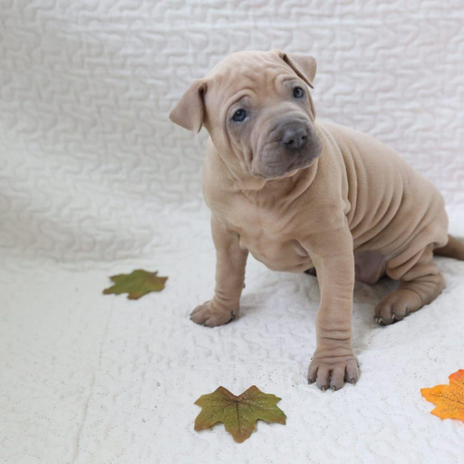 Изображение питомца