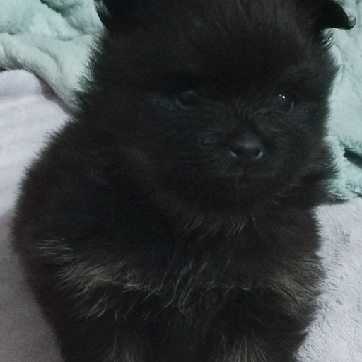 Изображение питомца