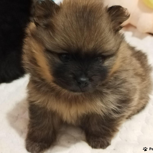 Изображение питомца