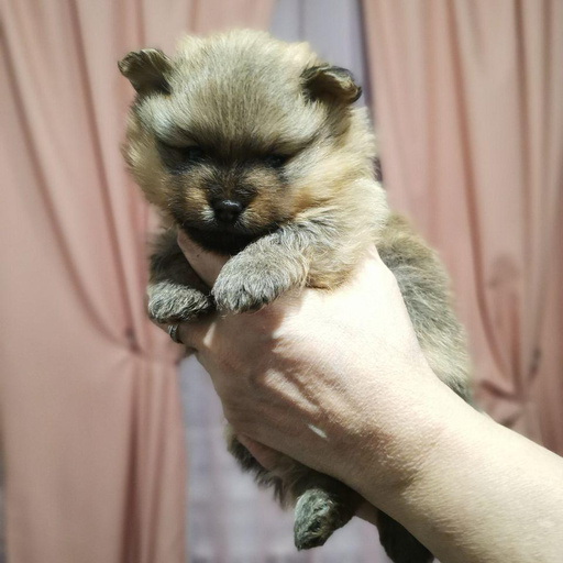 Изображение питомца