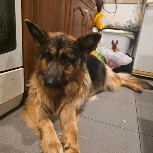 Изображение питомца