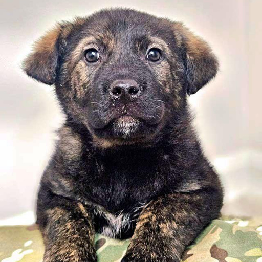 Изображение питомца