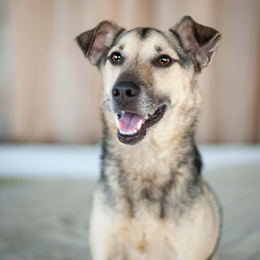 Изображение питомца