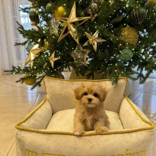 Изображение питомца