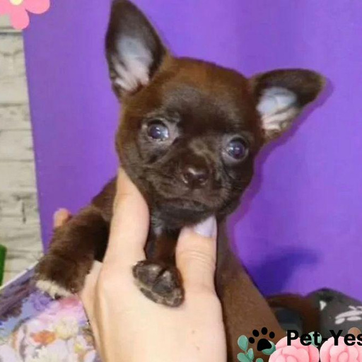 Изображение питомца