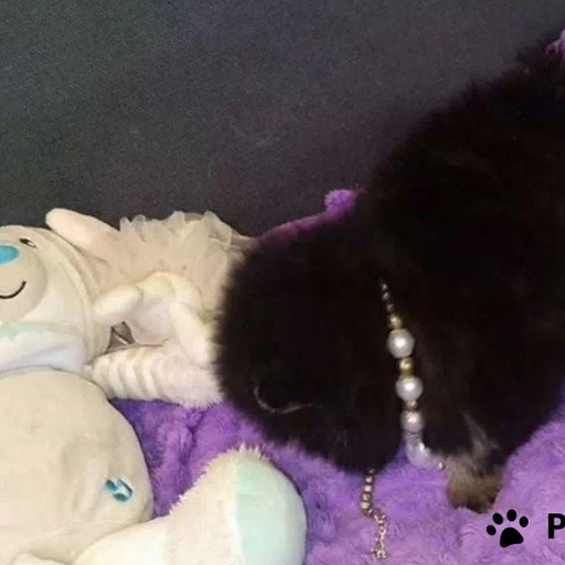 Изображение питомца