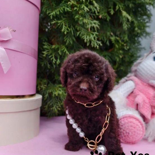 Изображение питомца