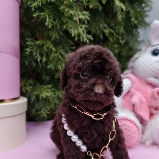 Изображение питомца