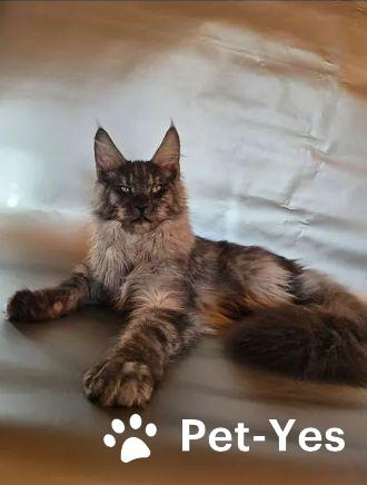 Изображение питомца