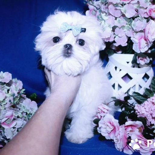 Изображение питомца