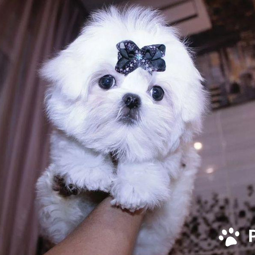 Изображение питомца