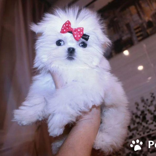 Изображение питомца