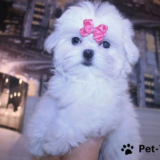 Изображение питомца