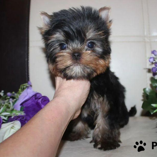 Изображение питомца