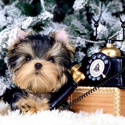 Изображение питомца