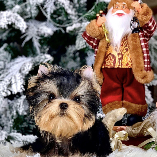 Изображение питомца