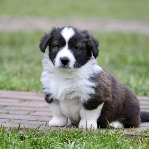 Изображение питомца