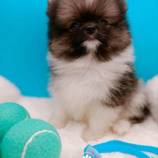 Изображение питомца