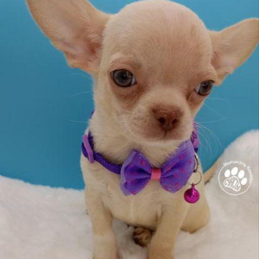 Изображение питомца