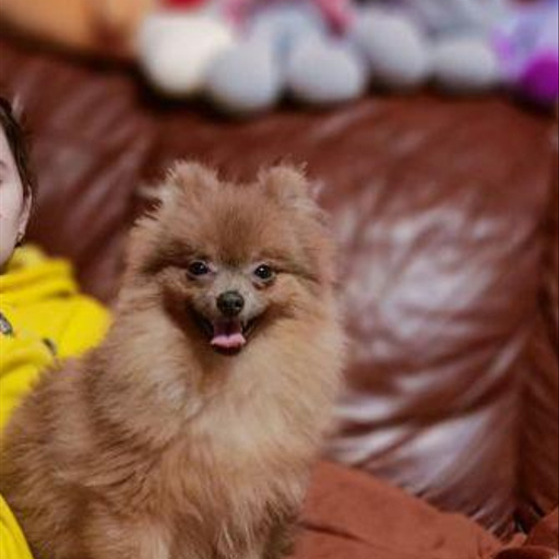 Изображение питомца